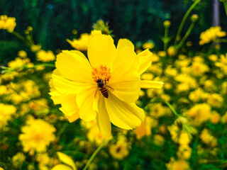 Bee on yellow flower