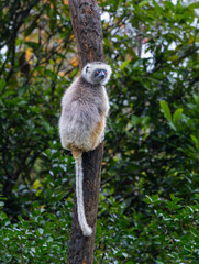 A Verreaux's(Diademed) Sifaka clings to a tree in a lush forest. The sifaka has white and yellow fur with dark hands and feet. Andasibe Reserve, Madagascar.