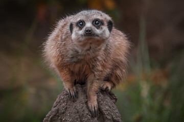 Aufmerksames Erdmännchen