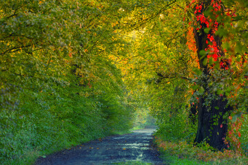 Jesienny wschód słońca, piękny widok, krajobraz. Mglisty poranek i pierwsze słoneczne promienie, tło natury, tapeta © anettastar