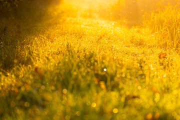 Jesienny wschód słońca, piękny widok, krajobraz. Mglisty poranek i pierwsze słoneczne promienie, tło natury, tapeta © anettastar