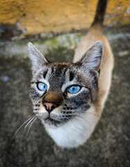 Blue-eyed cat 