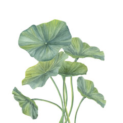 Watercolor lotus leaves with curving intertwining stems bouquet in realistic style. Hand drawn green water lily foliage illustration for wedding invitation, ayurveda products, spa center © Masha_tolk_art