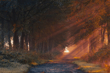 Jesienny wschód słońca, piękny widok, krajobraz. Mglisty poranek i pierwsze słoneczne promienie, tło natury, tapeta © anettastar