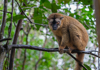 A close-up photograph of a brown lemur(Eulemur fulvus)  perched on a tree branch, peeking out from the lush foliage of the Andasibe Reserve in Madagascar.