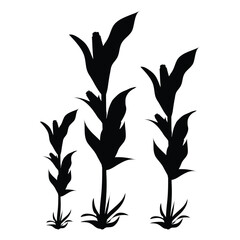 corn stalks in a field © JSalasberry