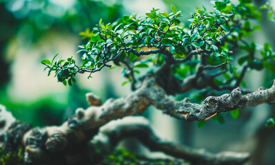Fototapeta premium Closeup of fragile bonsai leaves on a beautiful healthy tree with small branches