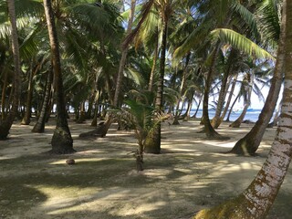 palm trees on the beach