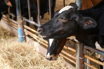 Feed the cows in cowshed at farm, Cows standing in a stall and eating hay. Agriculture industry, farming and animal husbandry concept, livestock in Thailand.