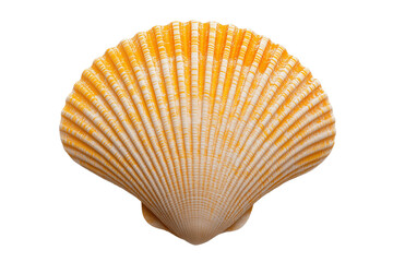 seashell isolated on transparent background. PNG.