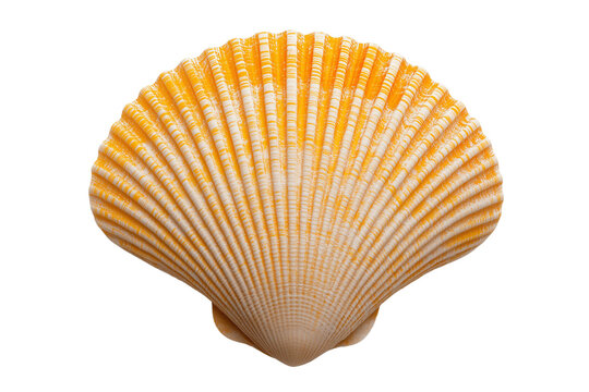 seashell isolated on transparent background. PNG.