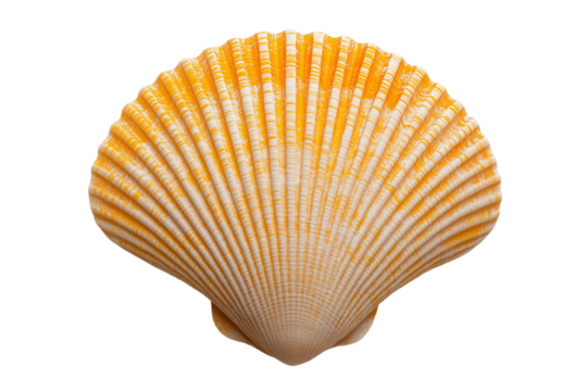 seashell isolated on transparent background. PNG.