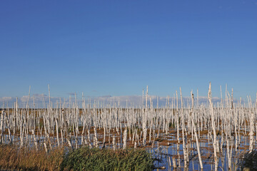 Fototapeta premium Multiple Dead Broken Birch Trunks, Dead Forest
