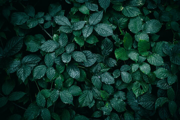 A close up of a wild dark green blackberry leaves with rain drops on a meadow texture pattern © Wyxina