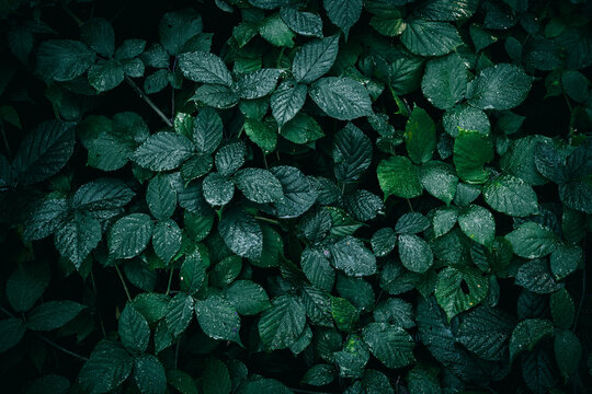 A close up of a wild dark green blackberry leaves with rain drops on a meadow texture pattern