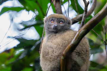 A close-up of a Bamboo Lemur perched on a tree branch. The lemur has soft, brownish-grey fur and bright, expressive eyes. Andasibe Reserve, Madagascar.