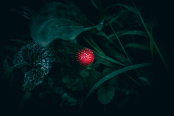 A close up of a red Mock Strawberry