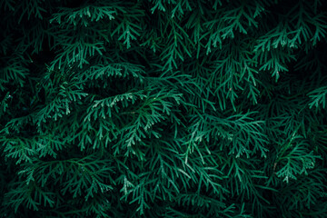 A close up of green White Cedar Thuja tree branches