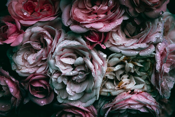 A close up of pink garden roses flowers pattern with rain drops