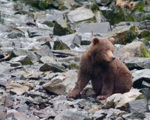 Obraz premium Cute young Alaskan Brown Bear standing on the rock by the lake shore ain Big River Lakes, Alaska, USA