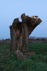 Tree which is cut, typical for Flanders