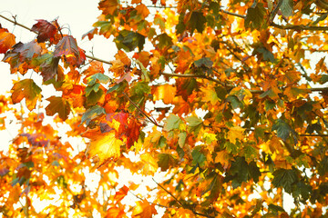 Wonderful autumnal golden leaves seen on a tree in mod November in the UK. Seen against a bright...