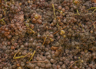 Background of late harvest grapes left to ripen and reach extra sweetness on the vine