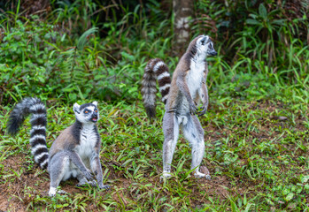 Two ring-tailed lemurs in a lush green forest. One is sitting while the other stands upright, showcasing their distinctive striped tails. Andasibe Reserve, Madagascar.