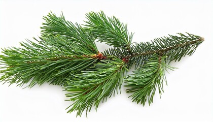 Fir branch isolated png transparent. christmas tree. Christmas green spruce branch. green fir tree branch. Object for christmas card, packaging, banner, calendar.