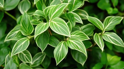 Vibrant Green Leaves with Lush Patterns