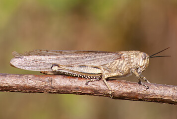 Gafanhoto egípcio, nome cientifico (Anacridium aegyptium). Gafanhoto em um ramo de uma arvore na horizontal.