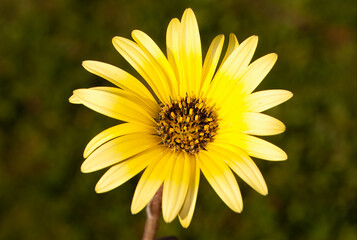 Erva gorga, uma espécie de Arctotheca, nome cientifico Arctotheca calendula. Flor amarela de pétalas finas e longas.