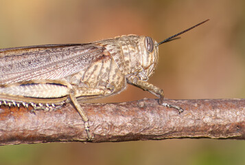 Gafanhoto egípcio, nome cientifico (Anacridium aegyptium). Retrato de um Gafanhoto.