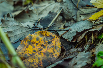 an autumn yellow leaf with brown speckles lies on the ground among the already blackened leaves. The leaf is a long-lived one that flew off the tree later than everyone else. High quality photo