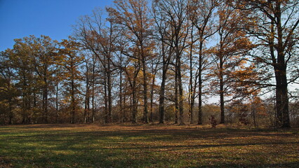 Nature on the nature studies path round the pond 