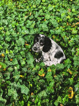 Portrait d'un cocker anglais. &Eacute;t&eacute;. Plein air. Le chien est assis sur un tapie de lierre et regarde vers le haut. Sa robe est rouan bleu. Le lierre est visible en arri&egrave;re-plan.