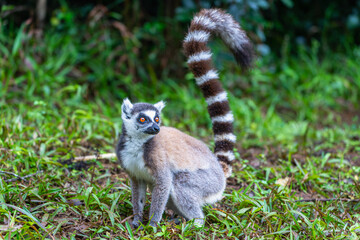 A ring-tailed lemur stands in a patch of green grass in the Andasibe Reserve, Madagascar. It is looking to the side with its distinctive orange eyes. The lemur has a long, ringed tail.