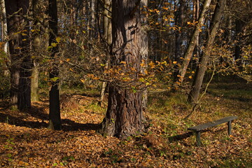 Fototapeta premium Resting place on the nature studies path round the pond 
