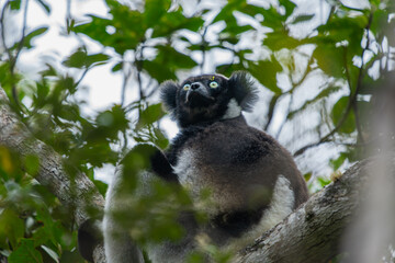 A black-and-white ruffed lemur (Varecia variegata) perches on a branch in a dense forest. The lemurs' unique fur patterns and vibrant environments are highlighted. Andasibe Reserve, Madagascar.