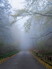 Niebla en la carretera