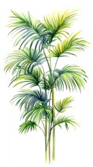 Fototapeta premium A watercolor painting of a tall palm tree with multiple trunks and lush green leaves, isolated on a white background.