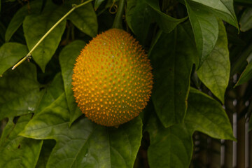 Close-up of a ripe gac fruit Momordica cochinchinensis hanging from a vine surrounded by green...