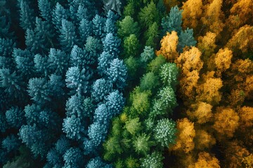 Fototapeta premium Aerial View of Lush Evergreen and Autumn Forest Transition