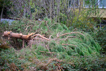 An old cut tree on the ground