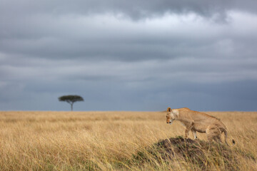 A lion climbing on a mound at Masai Mara, Kenya