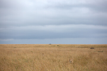 Fototapeta premium A pair of lion walking in the grassland of Masai Mara, Kenya