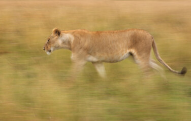 A motion blur low shutter panning shot of a Lioness walking at Masai Mara, Kenya