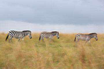 Panning shot of  image of zebras walking  in savannah, Masai Mara, Kenya