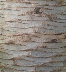 Beautiful close-up of the bark of dracaena draco