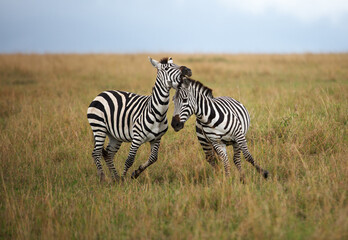 A pair of zebra fighting at Masai Mara, Kenya